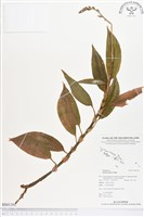 登錄號:BS01391藏品圖，第1張