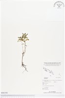 登錄號:BS01392藏品圖，第1張