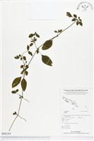 登錄號:BS01393藏品圖，第1張