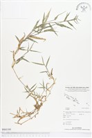 登錄號:BS01395藏品圖，第1張