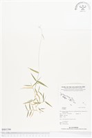 登錄號:BS01396藏品圖，第1張