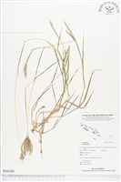 登錄號:BS01401藏品圖，第1張