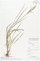 登錄號:BS01402藏品圖，第1張