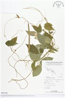 山珠豆藏品圖，第1張