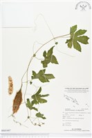 小苦瓜藏品圖，第1張