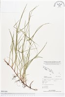 短葉水蜈蚣藏品圖，第1張