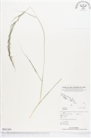 登錄號:BS01409藏品圖，第1張