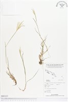 登錄號:BS01413藏品圖，第1張