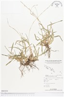 黃穗類雀稗藏品圖，第1張