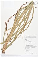 登錄號:BS01416藏品圖，第1張