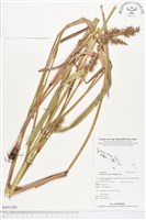 陸生珍珠茅藏品圖，第1張