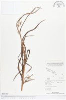 登錄號:BS01422藏品圖，第1張