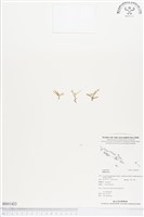 登錄號:BS01423藏品圖，第1張