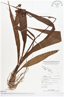 紫苞舌蘭、紫蘭藏品圖，第1張