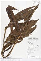 管花蘭藏品圖，第1張