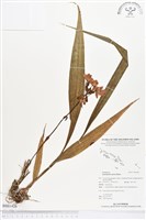 紫苞舌蘭、紫蘭藏品圖，第1張