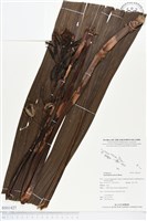 紫苞舌蘭、紫蘭藏品圖，第1張