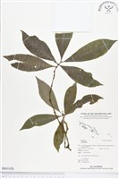 登錄號:BS01428藏品圖，第1張