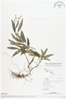 登錄號:BS01429藏品圖，第1張