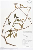 登錄號:BS01431藏品圖，第1張