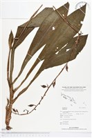 登錄號:BS01433藏品圖，第1張