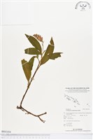 登錄號:BS01434藏品圖，第1張