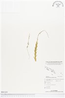 登錄號:BS01435藏品圖，第1張