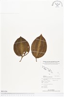 登錄號:BS01436藏品圖，第1張