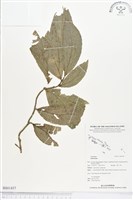 登錄號:BS01437藏品圖，第1張