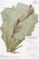 登錄號:BS01438藏品圖，第1張