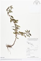 登錄號:BS01441藏品圖，第1張