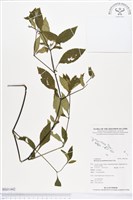 賽山藍藏品圖，第1張