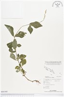 假川牛膝藏品圖，第1張