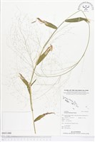 糠稷藏品圖，第1張