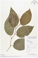 荖藤、荖葉藏品圖，第1張