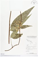 登錄號:BS01447藏品圖，第1張