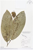 登錄號:BS01448藏品圖，第1張