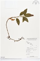 登錄號:BS01449藏品圖，第1張