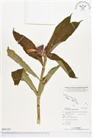 絹毛鳶尾、閉鞘薑藏品圖，第1張