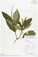 登錄號:BS01452藏品圖，第1張