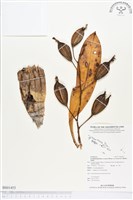 登錄號:BS01453藏品圖，第1張