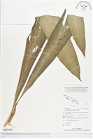 紅花月桃藏品圖，第1張