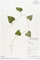 登錄號:BS01455藏品圖，第1張