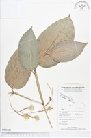 登錄號:BS01456藏品圖，第1張