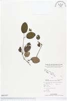 匍匐半插花藏品圖，第1張