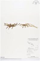 登錄號:BS01458藏品圖，第1張