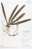 登錄號:BS01459藏品圖，第1張