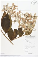 登錄號:BS01460藏品圖，第1張