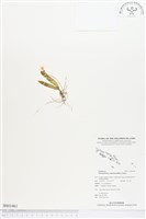 登錄號:BS01461藏品圖，第1張