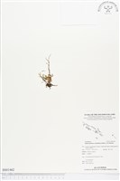 登錄號:BS01462藏品圖，第1張